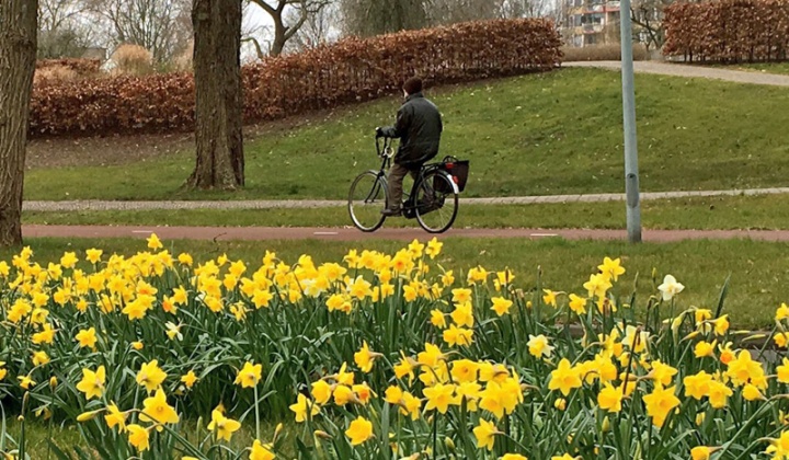 Daffodils in Utrecht