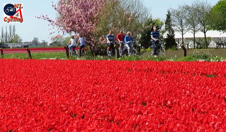 Cycling to see the tulips in bloom!